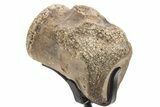 Polished Fossil Mosasaur Vertebra w/ Metal Stand - Texas #335053-2